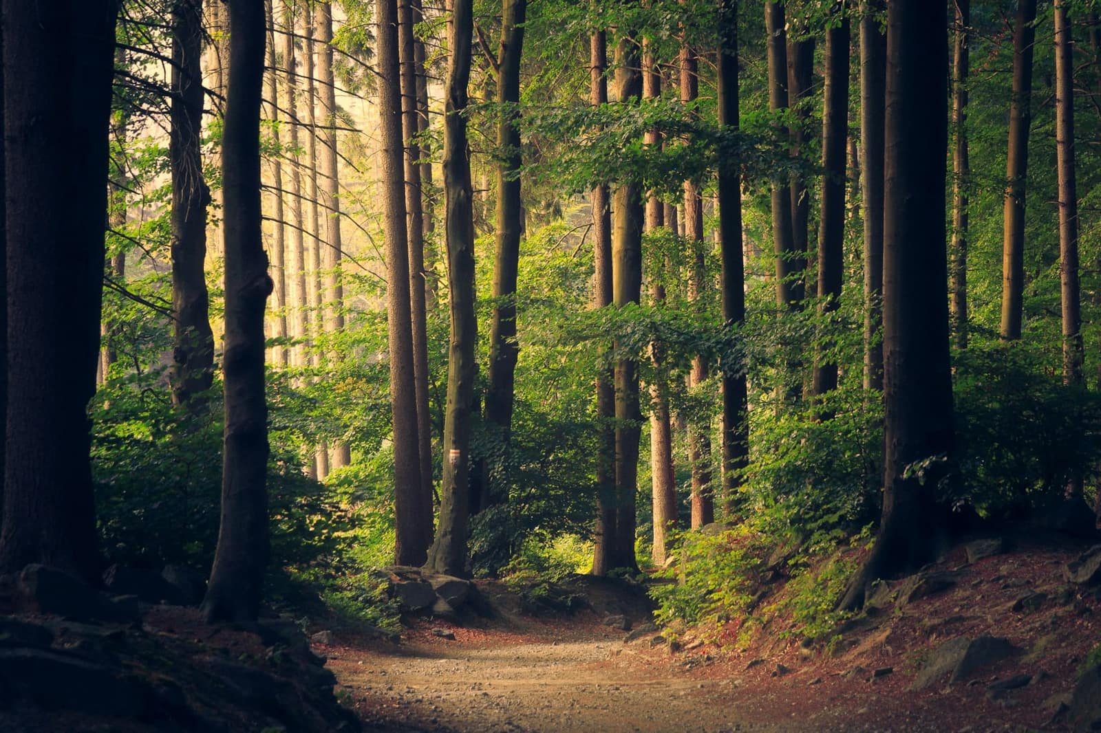 A gravel path curving away between tall straight conifers in a sunlit green forest