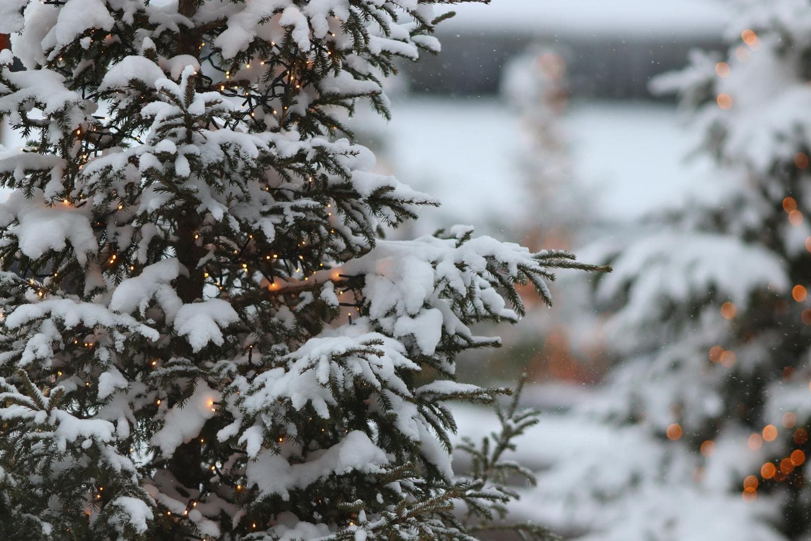 Snow-laden spruce branches strung with warm fairy lights, with more lit trees blurred behind